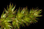 Oklahoma sedge